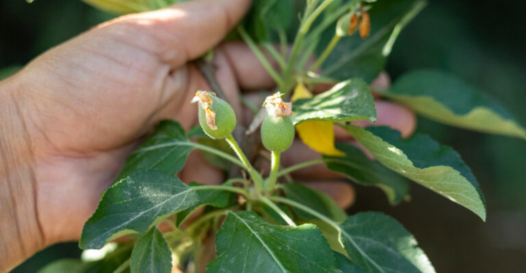 Thin This On Oregon Fruit Trees Before Branches Get Too Heavy