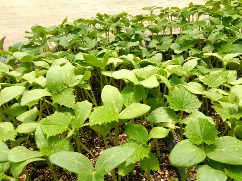 Thin Your Cucumber Seedlings Early Thin Your Cucumber Seedlings Early