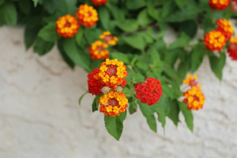 Lantana