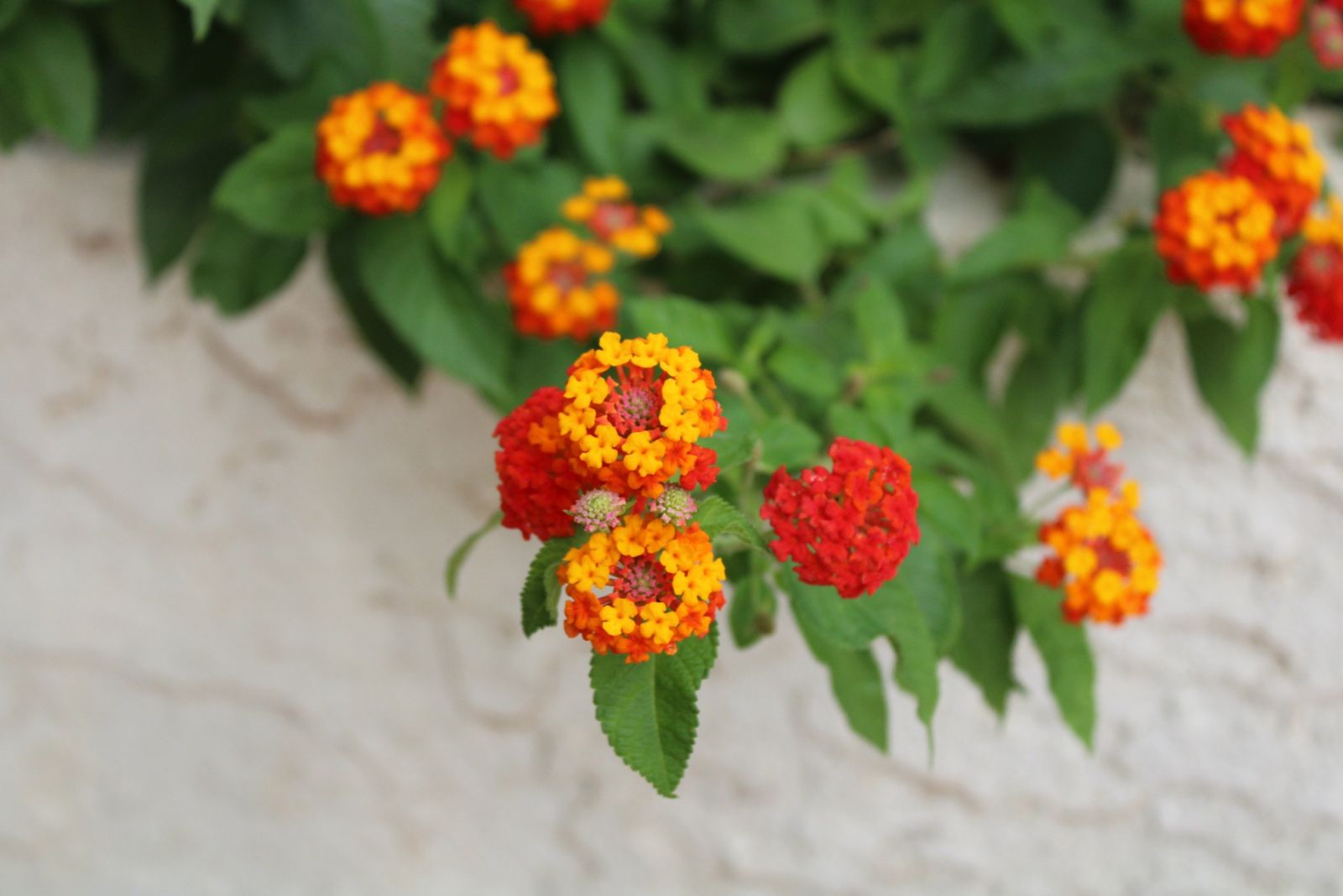 Lantana