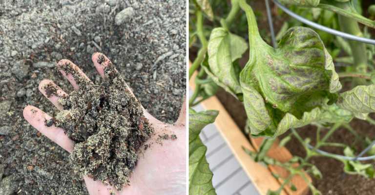 Things You Should Never Add To Arizona Desert Soil No Matter What You Read Online