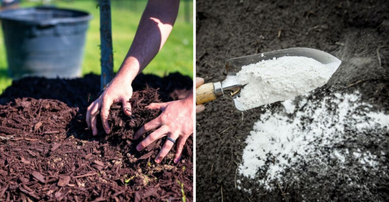 Things You Should Never Add To Georgia Clay Soil No Matter What You Read Online