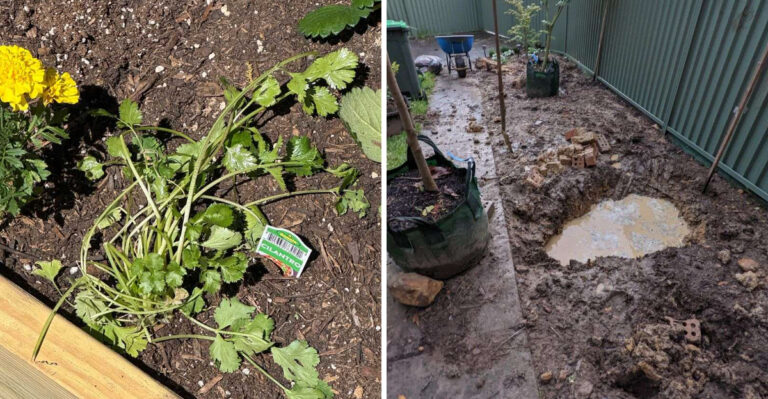 Things You Should Never Add To Your Georgia Vegetable Garden No Matter What You Read Online