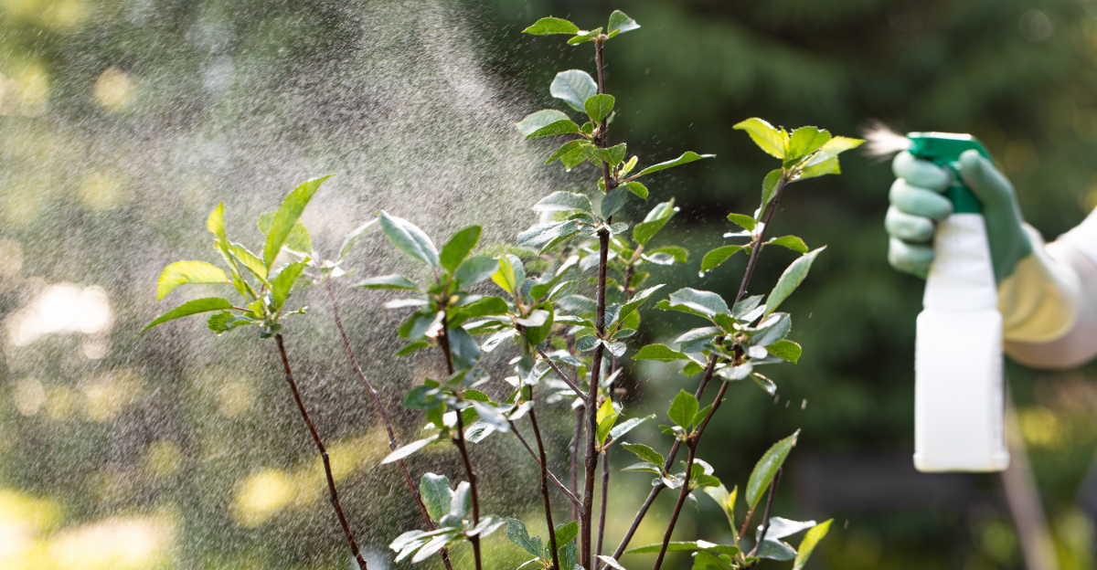 spraying plants