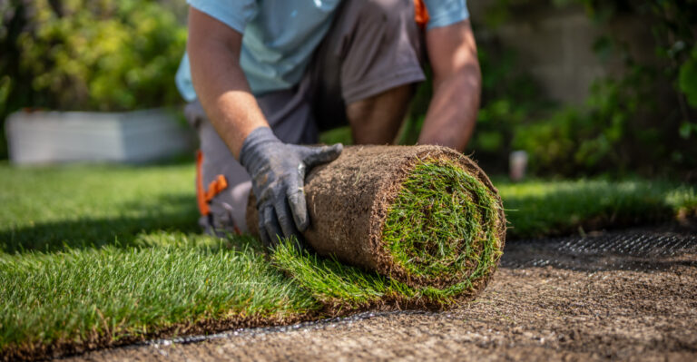 new sod installation