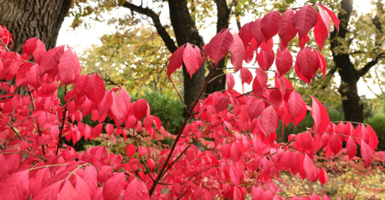 Think Twice Before Keeping This Popular Shrub In Your Maryland Yard