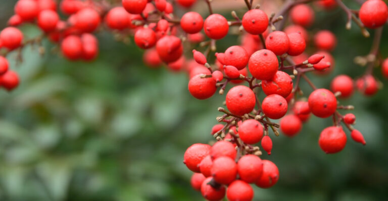 Think Twice Before Planting This Shrub In South Carolina