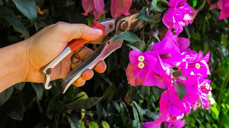 Prune Lightly After The Bloom Cycle Slows