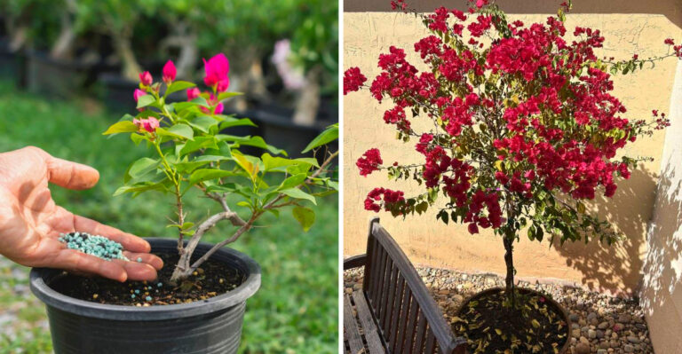 Think Your Bougainvillea Is Ready For Summer? Do These 6 Things In May To Be Sure