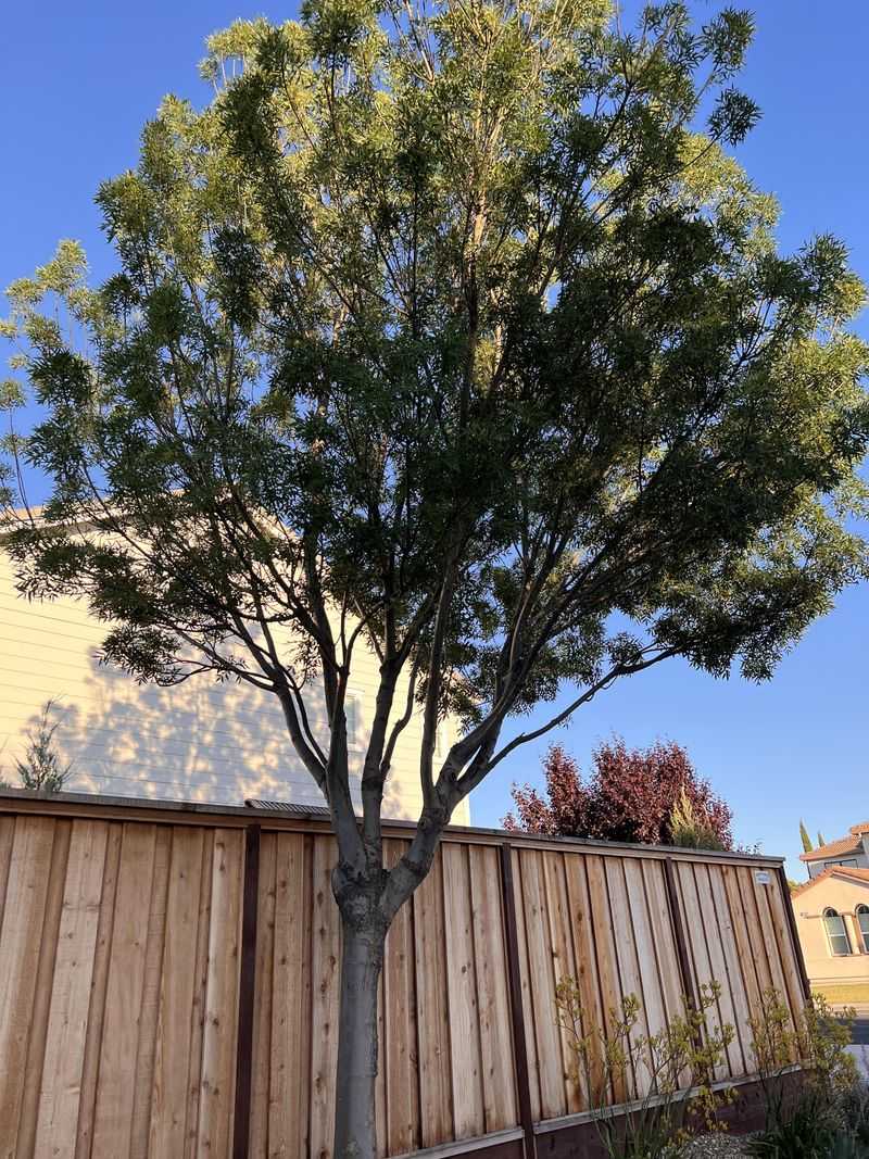 Thinning Leaves At The Top Of The Tree