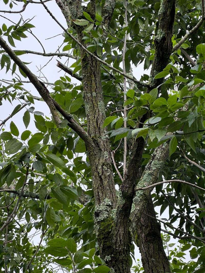 Thinning Leaves Near The Top Of The Tree Are Often The First Warning Sign