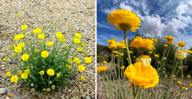 This Arizona Native Flower Keeps Blooming Even After Most Spring Plants Fade