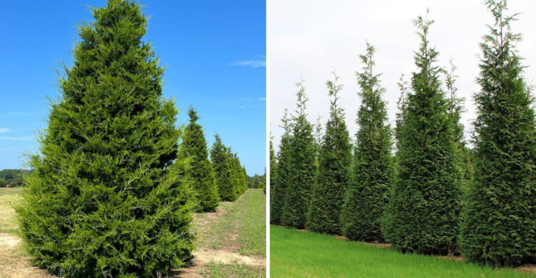 This Fast-Growing Ohio Native Tree Creates A Full Fence Line By Next Summer
