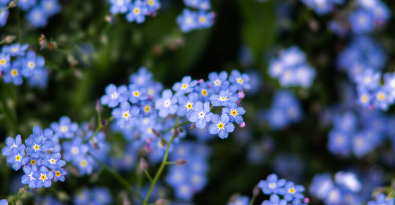 This Fast-Spreading Flower Is Quietly Filling Oregon Gardens With Color
