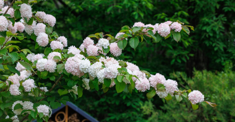 This Gorgeous Low-Maintenance Plant Is Becoming A Popular Hydrangea Alternative In Michigan