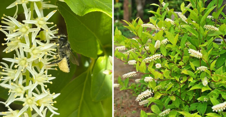 This Gorgeous Low-Maintenance Plant Is Becoming A Popular Hydrangea Alternative In North Carolina