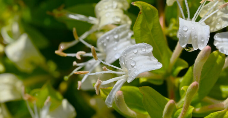 This Invasive Plant Looks Innocent, But Spreads Fast Through Virginia Yards