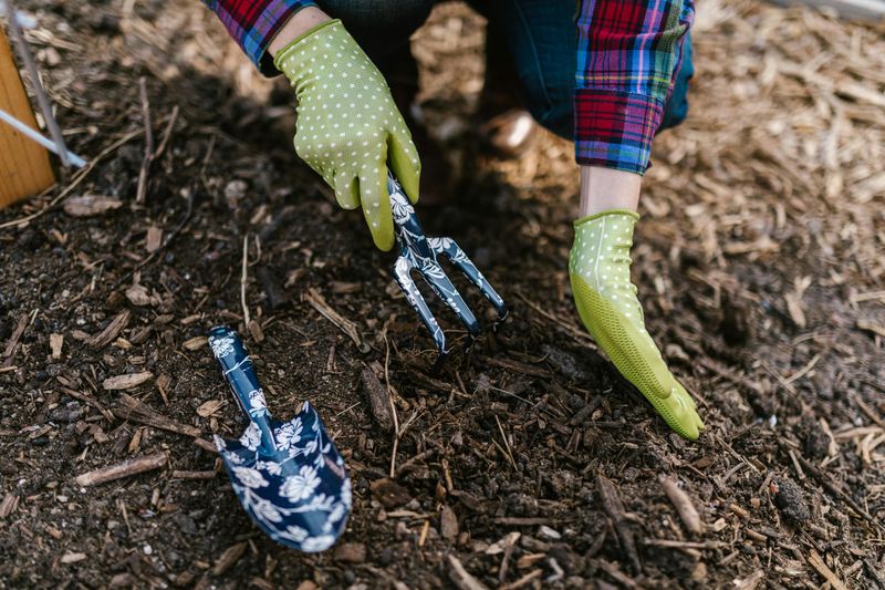 The woman is gardening, using hand tools to loosen and prepare the soil for planting.
