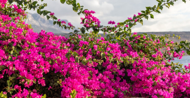 This Is How Florida Gardeners Keep Bougainvillea Blooming Nonstop Through Summer