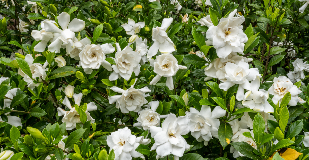 gardenia