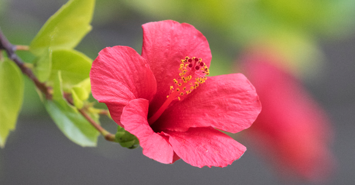 hibiscus