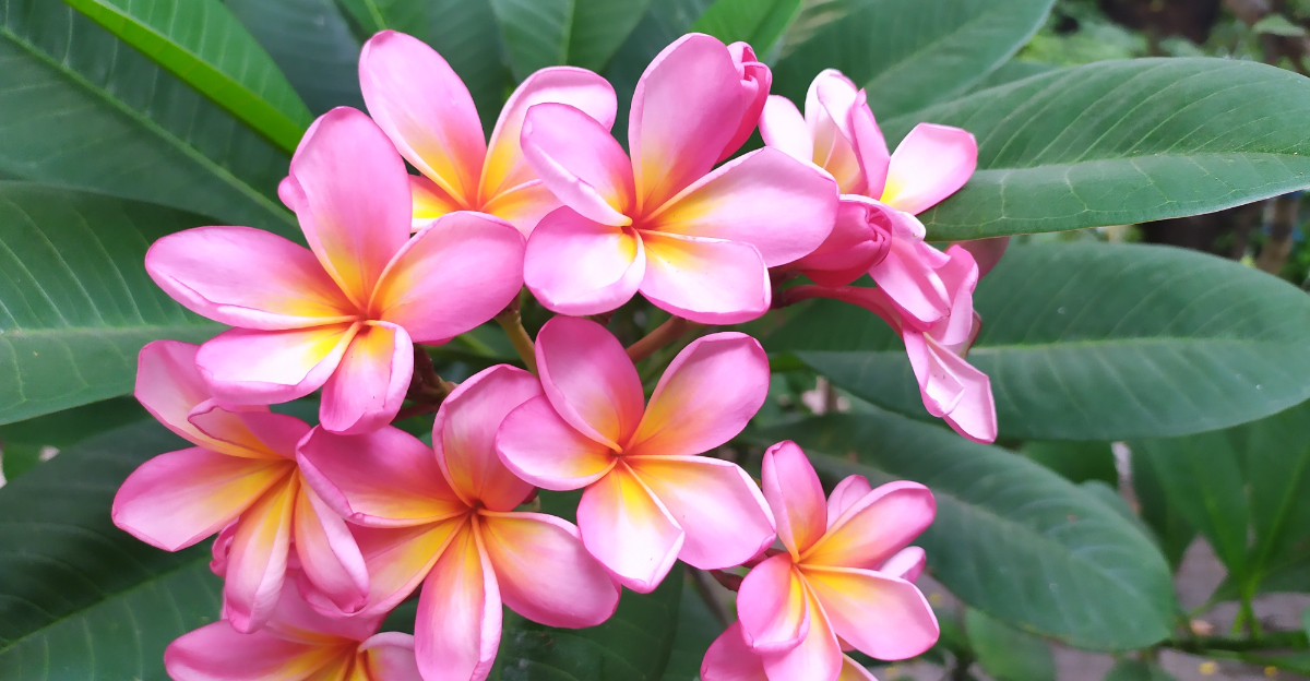 plumeria