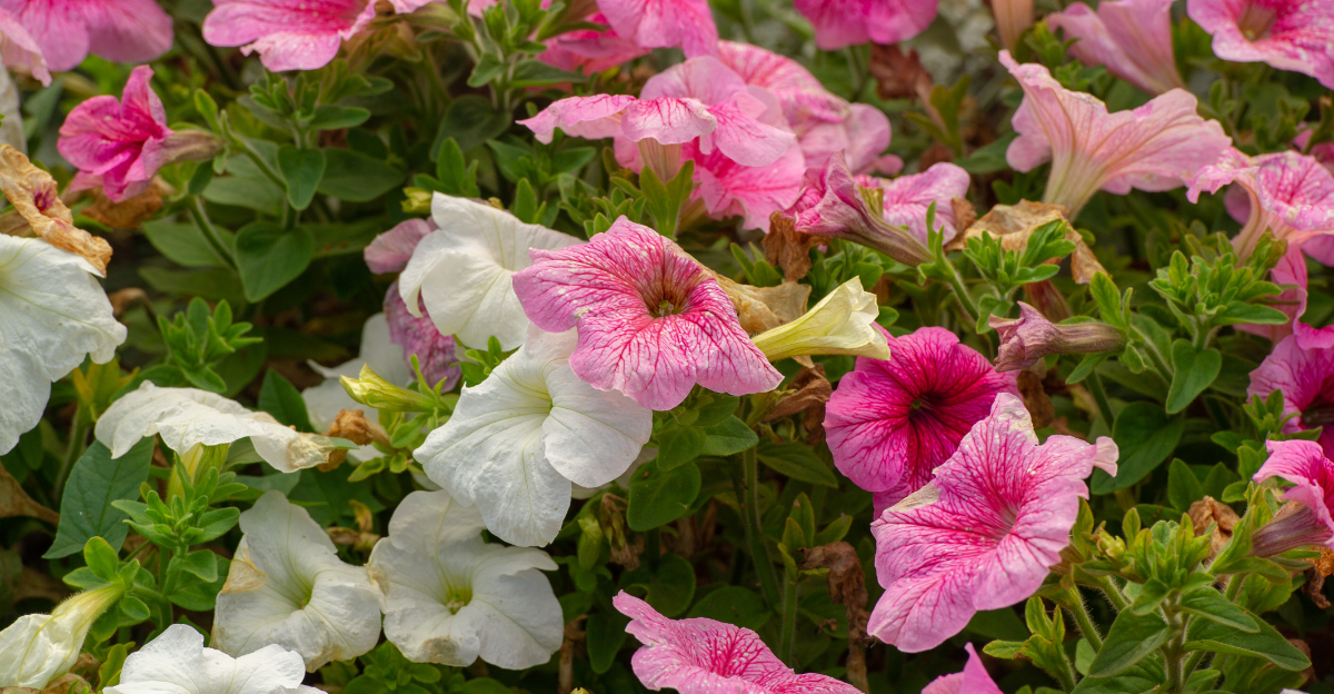 petunia