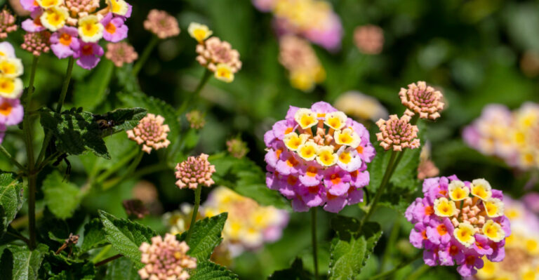 lantana