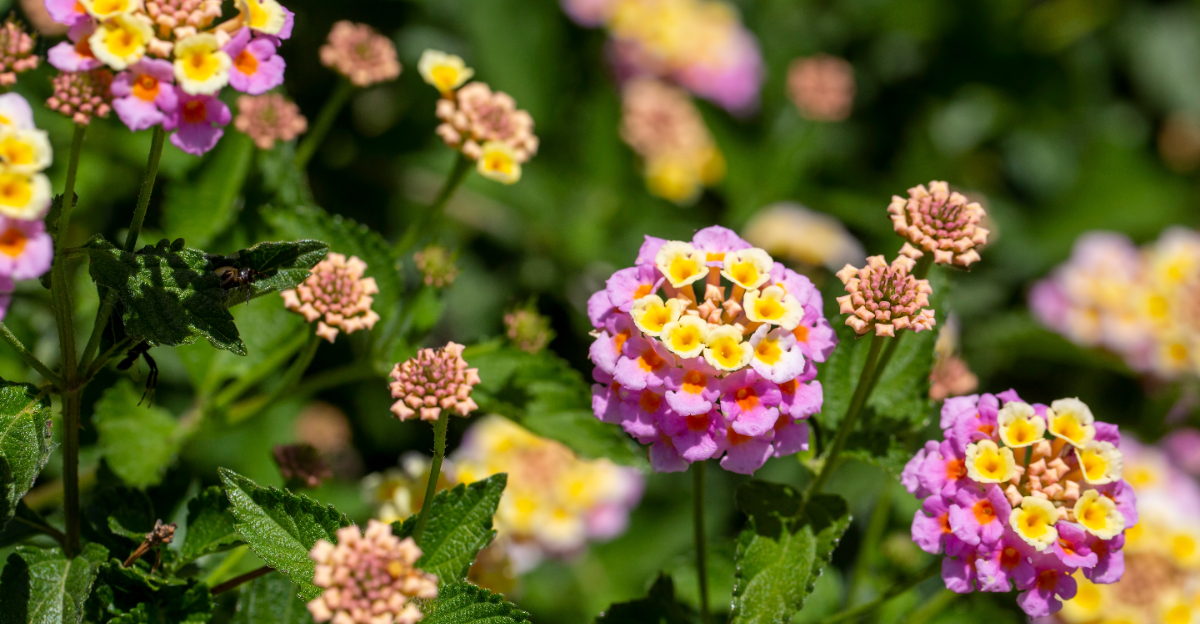 lantana