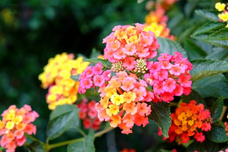 lantana