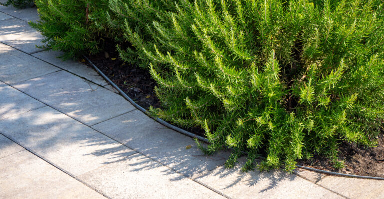 rosemary hedge