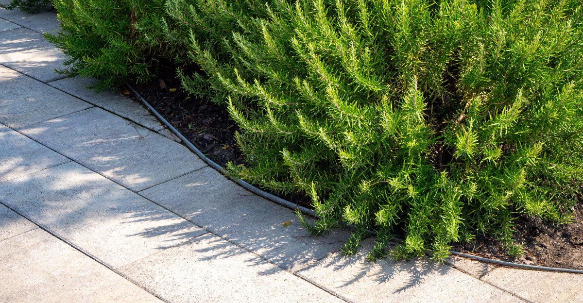 rosemary hedge