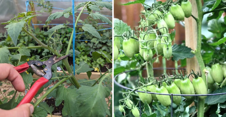 topping tomatoes