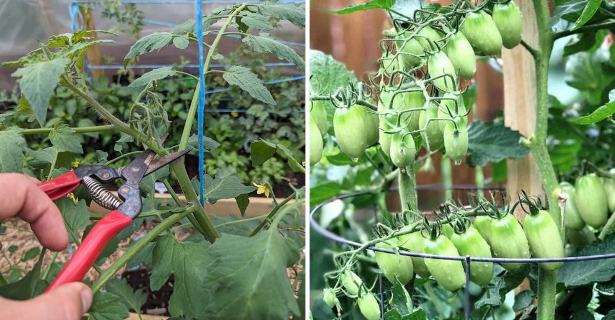topping tomatoes