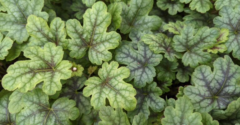 heuchera americana