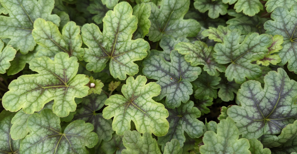 heuchera americana
