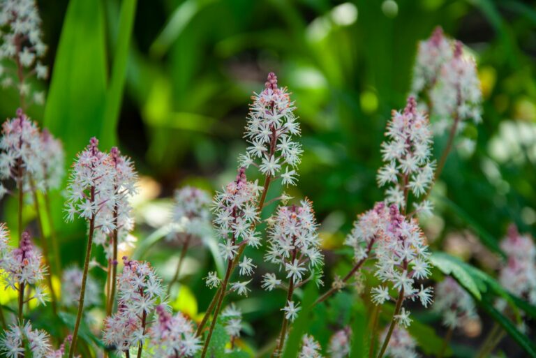 foamflower
