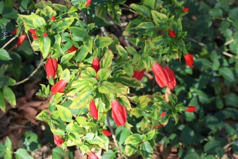 turk's cap