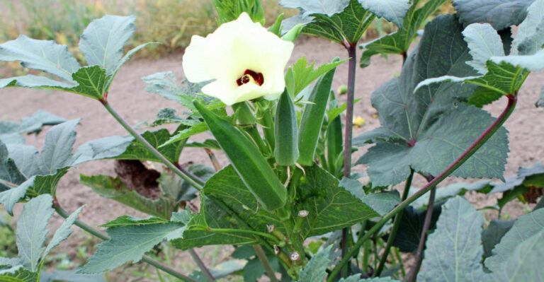 okra