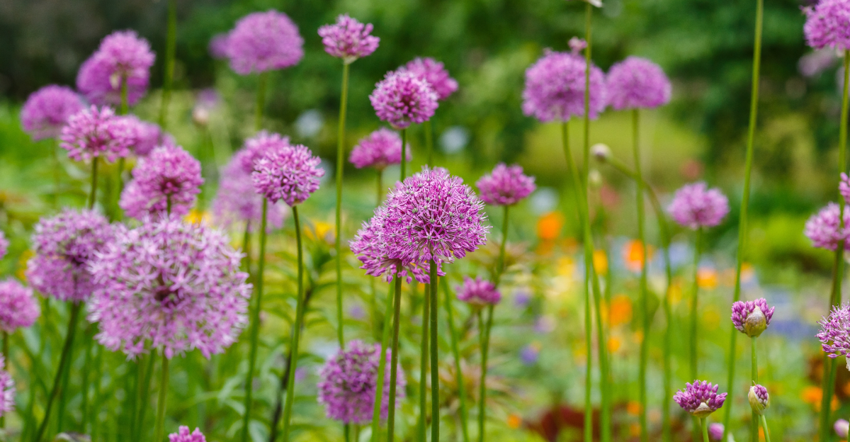 ornamental allium