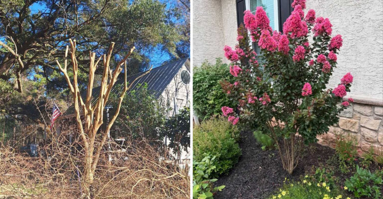 This Is The Biggest Mistake Georgia Gardeners Make When Pruning Crape Myrtles