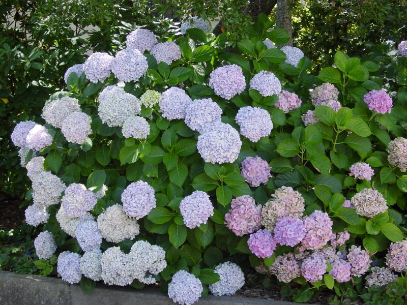 This Is The Biggest Mistake Georgia Gardeners Make With Hydrangeas In Spring