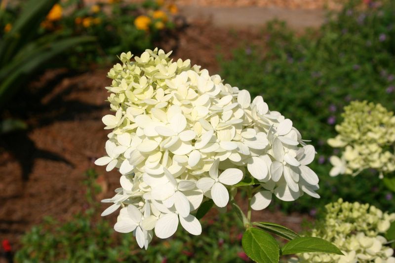 This Is The Biggest Mistake Georgia Gardeners Make With Hydrangeas In Spring