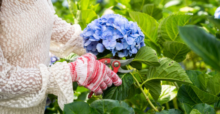 This Is The Biggest Mistake Georgia Gardeners Make With Hydrangeas In Spring