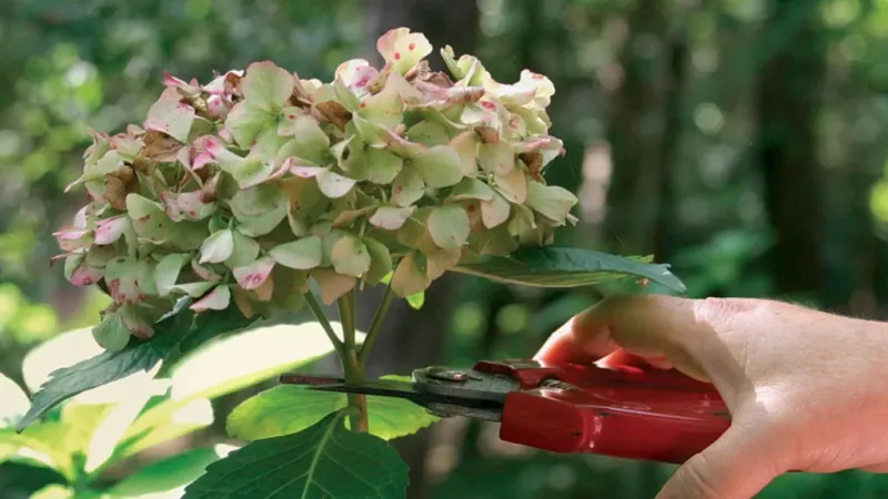 This Is The Biggest Mistake Georgia Gardeners Make With Hydrangeas In Spring