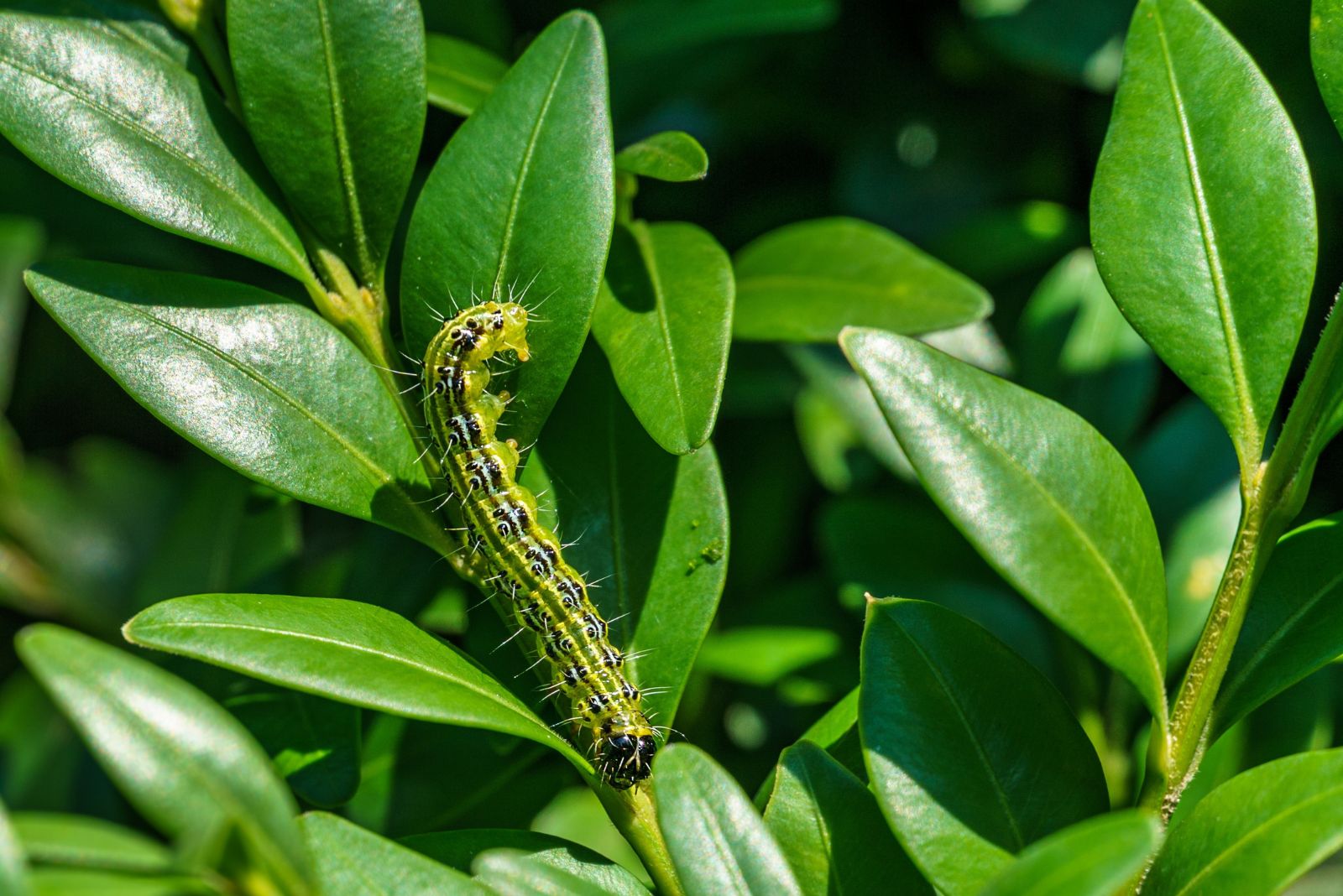 box tree moth