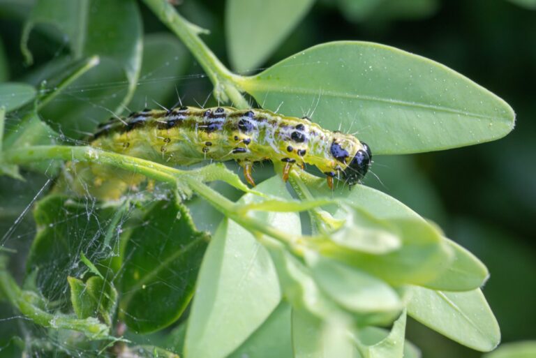 box tree moth