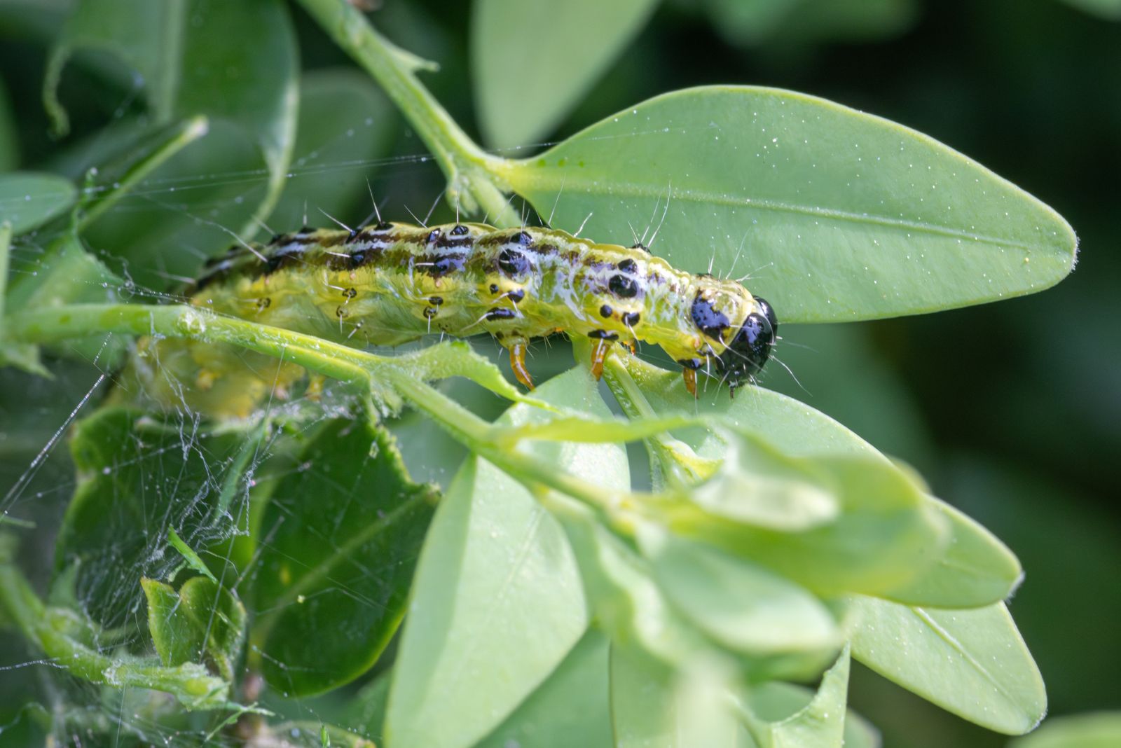 box tree moth
