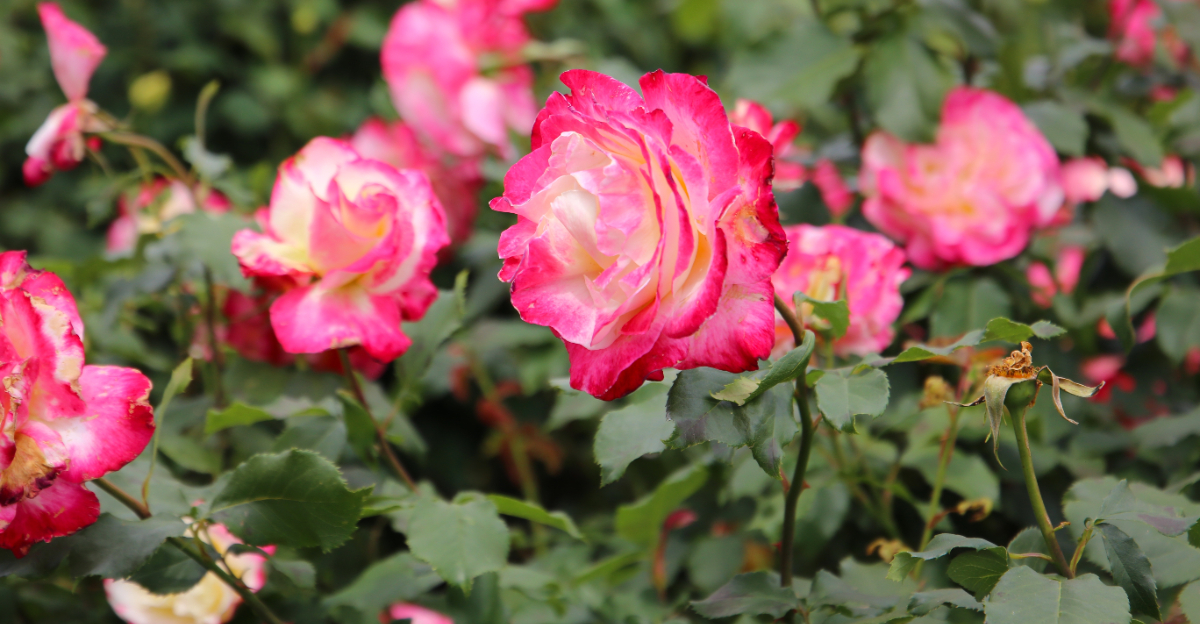 roses (featured image)