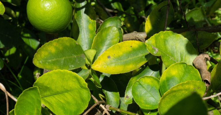 This Is What California Citrus Trees Need Before The Heat Gets Brutal